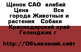 Щенок САО (алабай) › Цена ­ 10 000 - Все города Животные и растения » Собаки   . Краснодарский край,Геленджик г.